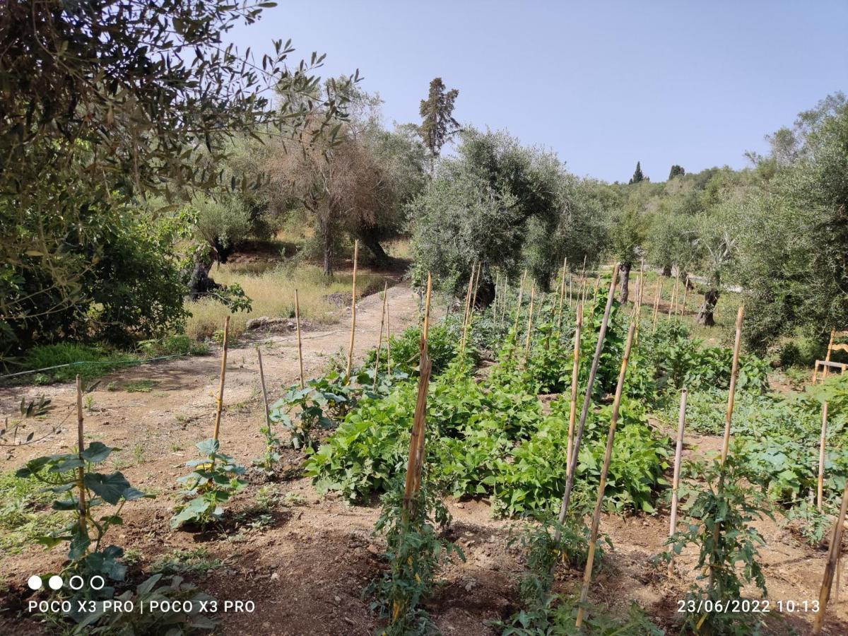 Corfu Oasis Studio Neochorakion Εξωτερικό φωτογραφία